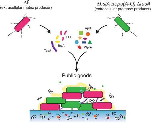 Reciprocal sharing of extracellular proteases and extracellular matrix molecules facilitates Bacillus subtilis biofilm formation