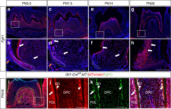 FGF signaling modulates mechanotransduction/WNT signaling in progenitors during tooth root development.