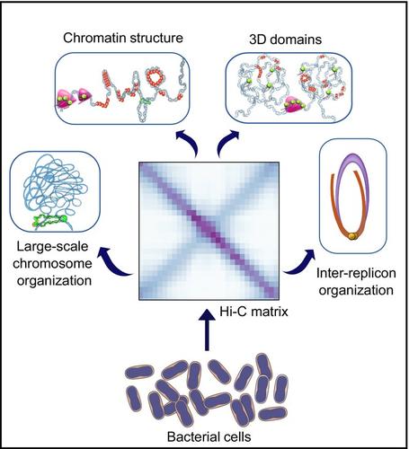 Principles of bacterial genome organization, a conformational point of view