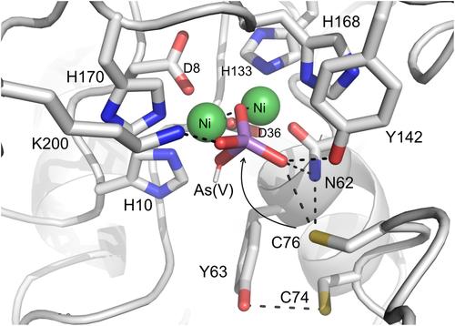 Arsenate reductase of Rufibacter tibetensis is a metallophosphoesterase evolved to catalyze redox reactions