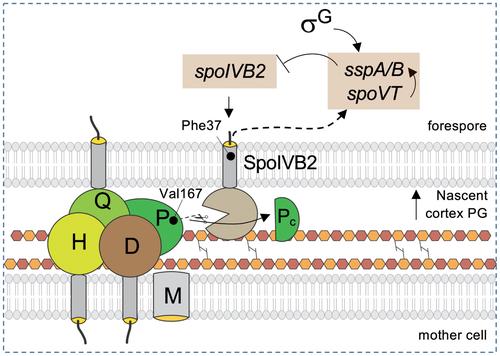 Cleavage of an engulfment peptidoglycan hydrolase by a sporulation signature protease in Clostridioides difficile