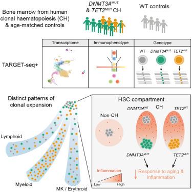 Selective advantage of mutant stem cells in human clonal hematopoiesis is associated with attenuated response to inflammation and aging