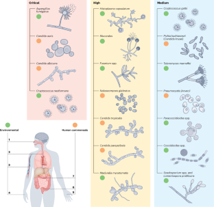 The pathobiology of human fungal infections