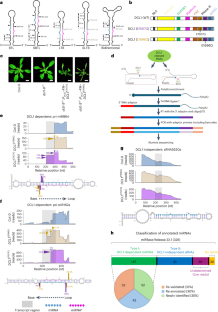 Parallel degradome-seq and DMS-MaPseq substantially revise the miRNA biogenesis atlas in Arabidopsis