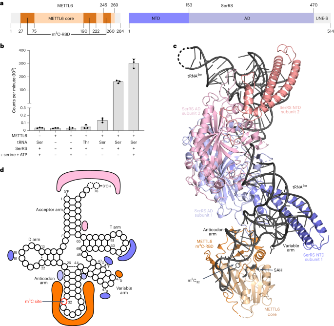 Structural basis of tRNA recognition by the m3C RNA methyltransferase METTL6 in complex with SerRS seryl-tRNA synthetase