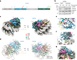 Structural and mechanistic basis for nucleosomal H2AK119 deubiquitination by single-subunit deubiquitinase USP16