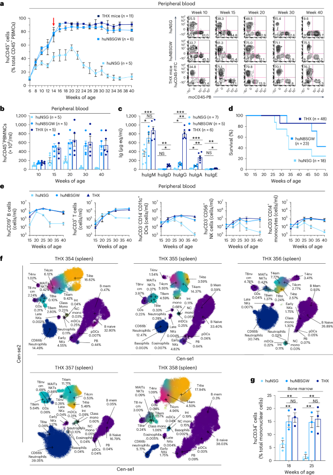 A humanized mouse that mounts mature class-switched, hypermutated and neutralizing antibody responses