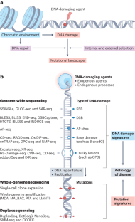 Methods and applications of genome-wide profiling of DNA damage and rare mutations