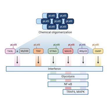 pLxIS-containing domains are biochemically flexible regulators of interferons and metabolism