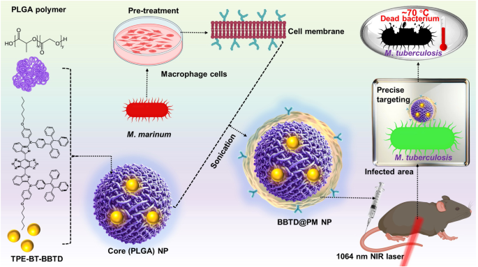 Pre-activated macrophage membrane-encased aggregation-induced emission featuring nanoparticles: a novel possibility for tuberculosis treatment.