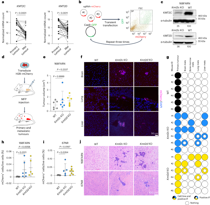 Loss of Kmt2c or Kmt2d drives brain metastasis via KDM6A-dependent upregulation of MMP3