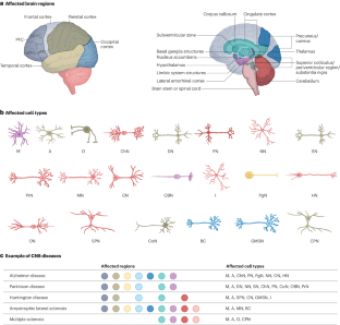 Precision drug delivery to the central nervous system using engineered nanoparticles