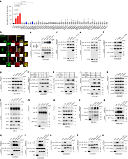 A dual role of ERGIC-localized Rabs in TMED10-mediated unconventional protein secretion