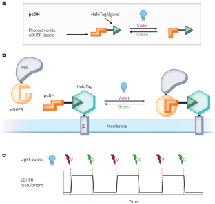 Proteins dance to the tune of light