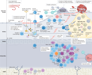 Autoimmune diseases and atherosclerotic cardiovascular disease