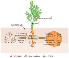 Rhizosphere regulation with cerium oxide nanomaterials promoted carrot taproot thickening†