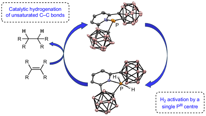 Hydrogen splitting at a single phosphorus centre and its use for hydrogenation