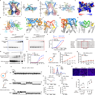 Molecular insights into the inhibition of proton-activated chloride channel by transfer RNA