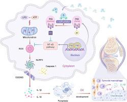 GYY4137-induced p65 sulfhydration protects synovial macrophages against pyroptosis by improving mitochondrial function in osteoarthritis development