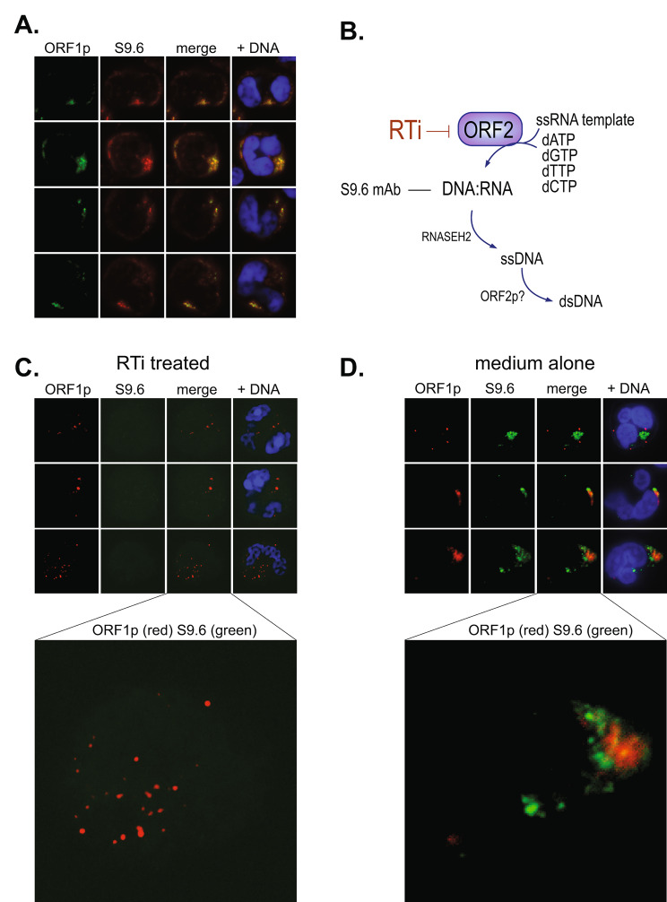 Subcellular location of L1 retrotransposon-encoded ORF1p, reverse transcription products, and DNA sensors in lupus granulocytes.