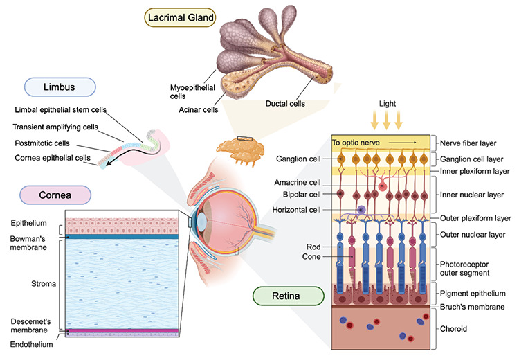 Tissue Engineering and Ophthalmology.