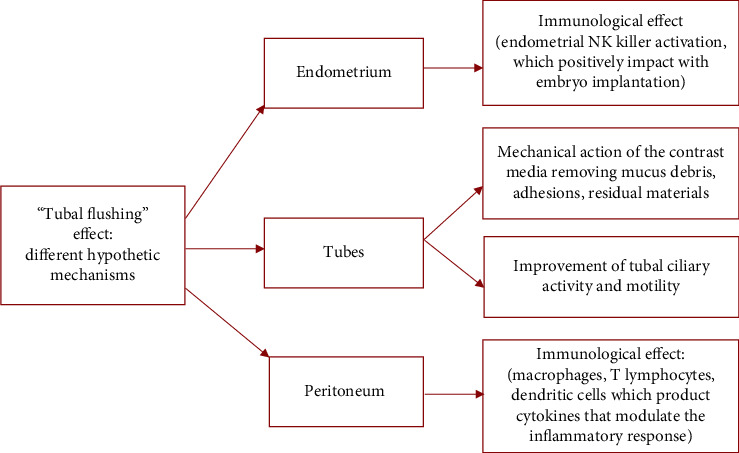 Spontaneous Pregnancy after 4D-Hysterosalpingo-Sonography (HyCoSy) in the Same Menstrual Cycle: A Case Report and an Updating Review of the Current Literature regarding the Positive Impact of Tubal Flushing Effect on Fertility.