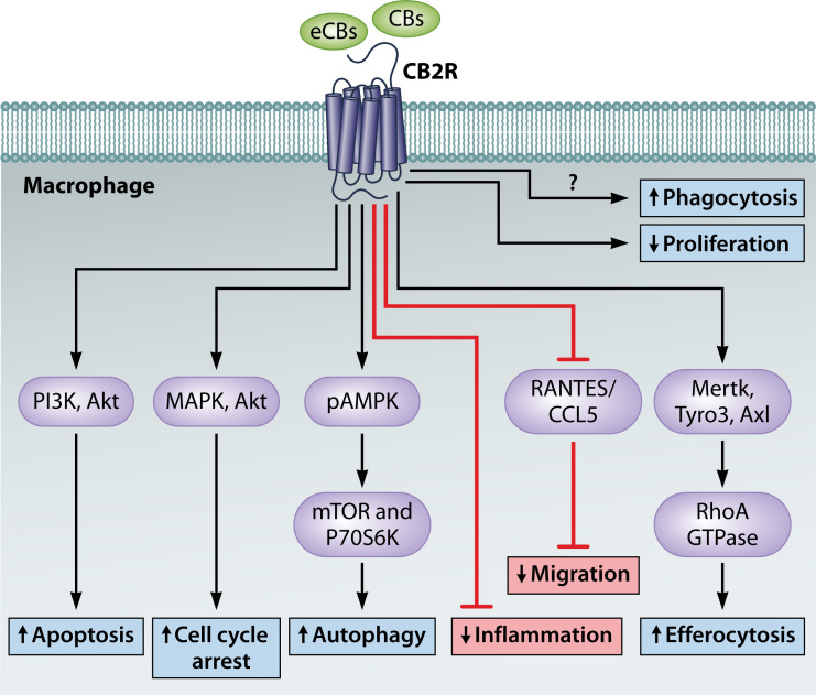 Exploring the versatile roles of the endocannabinoid system and phytocannabinoids in modulating bacterial infections.