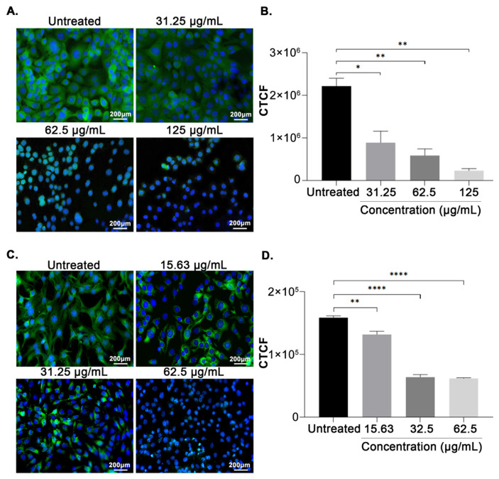 <i>In vitro</i> and <i>in silico</i> evaluation of <i>Andrographis paniculata</i> ethanolic crude extracts on fatty acid synthase expression on breast cancer cells.