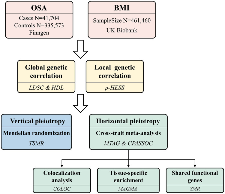 Exploring the Shared Genetic Architecture Between Obstructive Sleep Apnea and Body Mass Index.