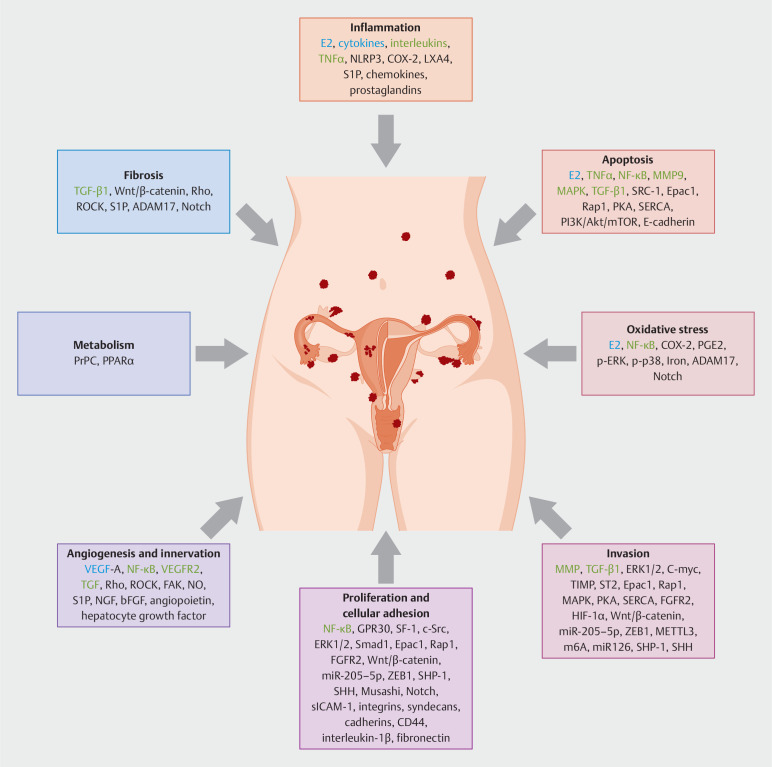 The Hallmarks of Endometriosis.