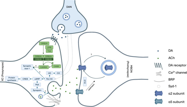 Skewing information flow through pre- and postsynaptic plasticity in the mushroom bodies of <i>Drosophila</i>.
