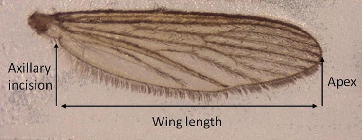 Pupal Exuviae of Culex Pipiens L. (Diptera: Culicidae) Can be Utilised as a Non-Invasive Method of Biotype Differentiation.