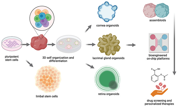 Tissue Engineering and Ophthalmology.