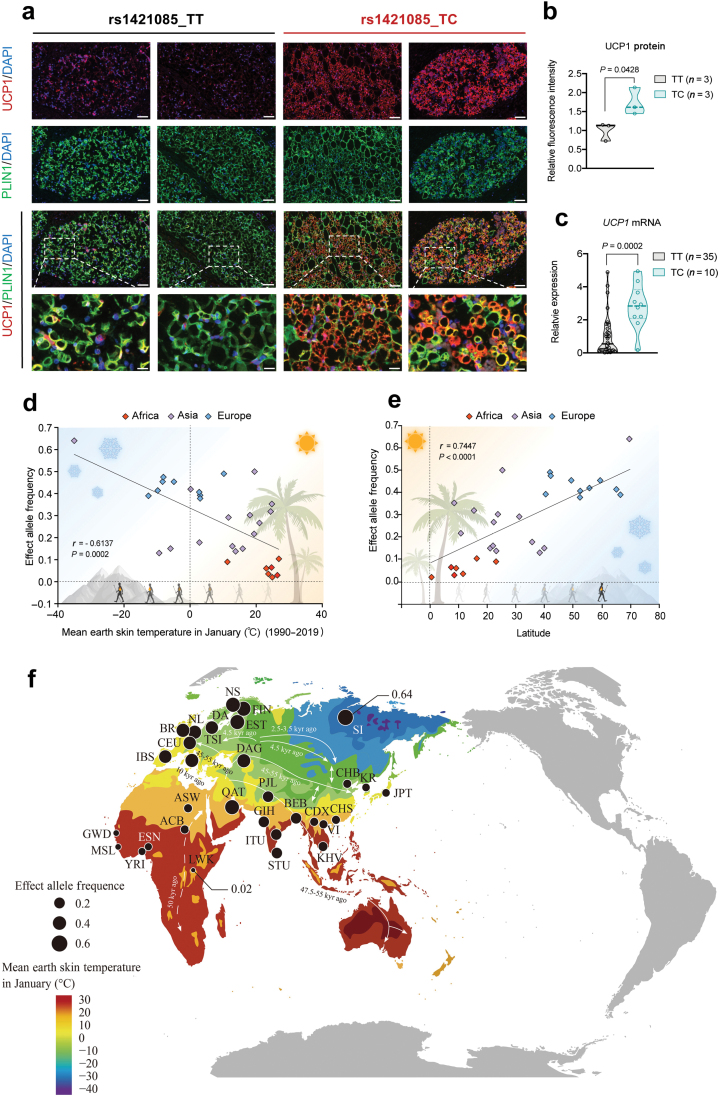 The <i>FTO</i> variant conferring enhanced UCP1 expression is linked to human migration out of Africa.