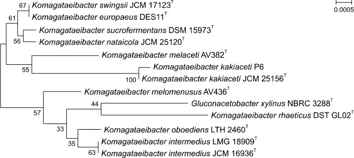 Fermentation Characteristics of Unripe <i>Citrus unshiu</i> Vinegar Production Using Acetic Acid Bacteria Isolated from Traditional Fermented Vinegars.