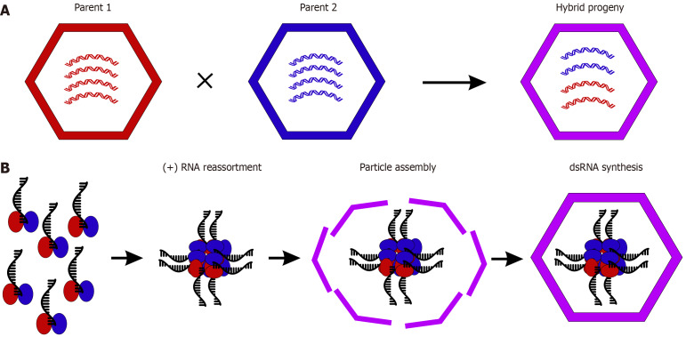 Driving forces of continuing evolution of rotaviruses.