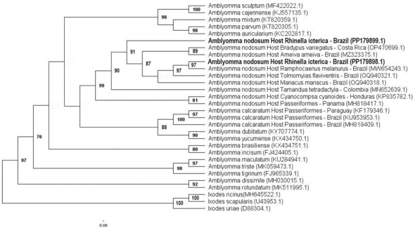 First report of unusual case of parasitism by Amblyomma nodosum (Neumann, 1889) in a yellow cururu toad (Rhinella icterica) in the Northeastern Brazilian Caatinga.
