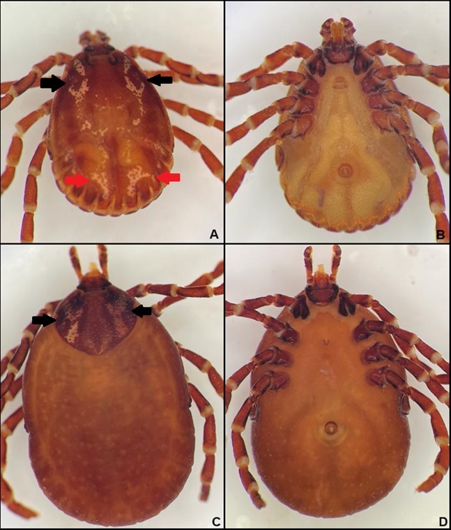 First report of unusual case of parasitism by Amblyomma nodosum (Neumann, 1889) in a yellow cururu toad (Rhinella icterica) in the Northeastern Brazilian Caatinga.