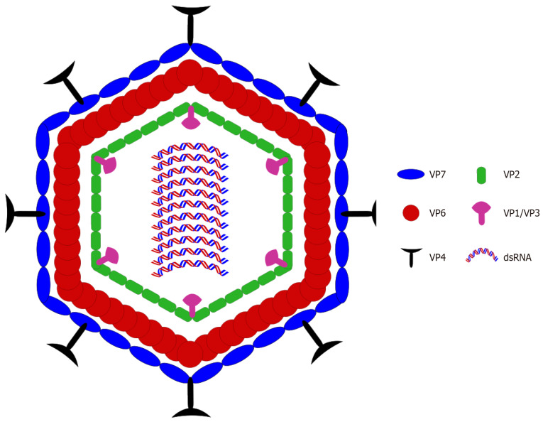 Driving forces of continuing evolution of rotaviruses.