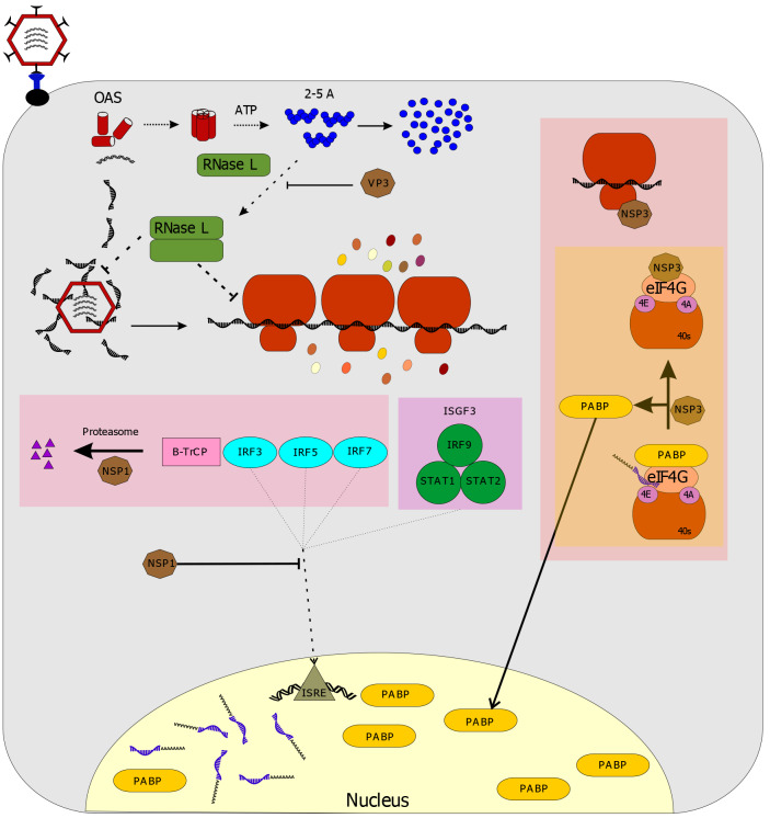 Driving forces of continuing evolution of rotaviruses.