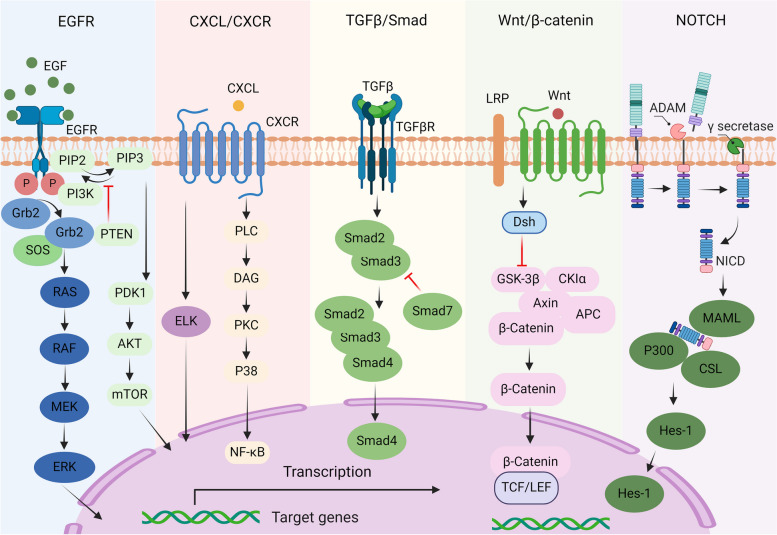 Signaling pathways in colorectal cancer implications for the target therapies.