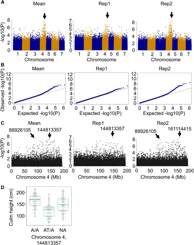 Phenotyping and a genome-wide association study of elite lines of pearl millet.