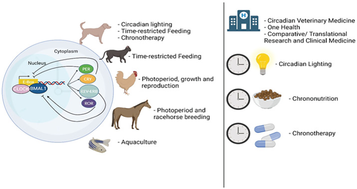 One Health: Circadian Medicine Benefits Both Non-human Animals and Humans Alike.