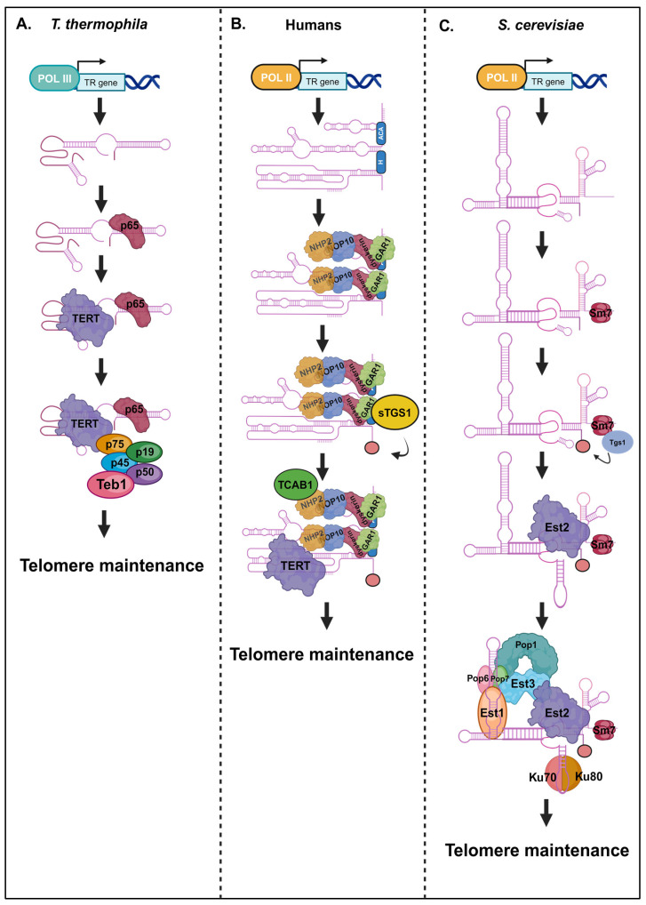 Molecular and Evolutionary Analysis of RNA-Protein Interactions in Telomerase Regulation.