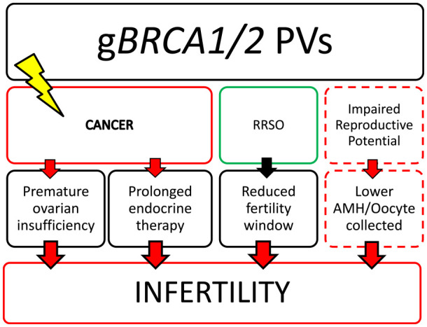 Fertility and Pregnancy-Related Issues in Young <i>BRCA</i> Carriers With Breast Cancer.