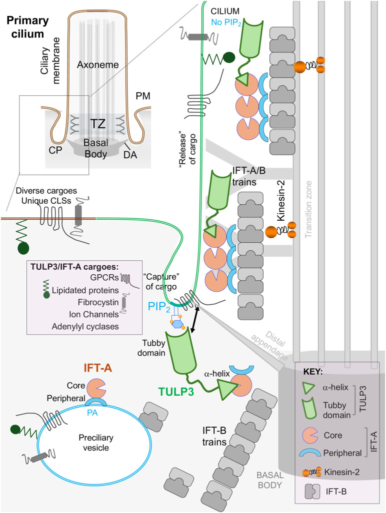 Molecular and structural perspectives on protein trafficking to the primary cilium membrane.