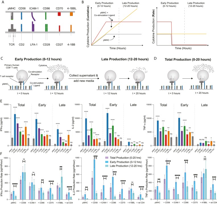 Regulation of temporal cytokine production by co-stimulation receptors in TCR-T cells is lost in CAR-T cells.