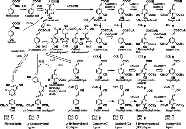 Metabolic engineering of <i>Oryza sativa</i> for lignin augmentation and structural simplification.