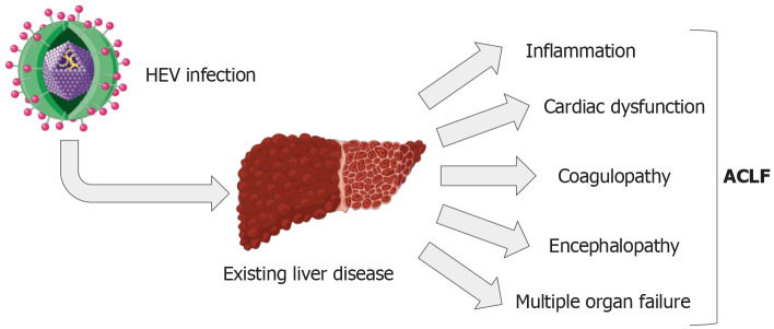 Pathogenesis and clinical features of severe hepatitis E virus infection.