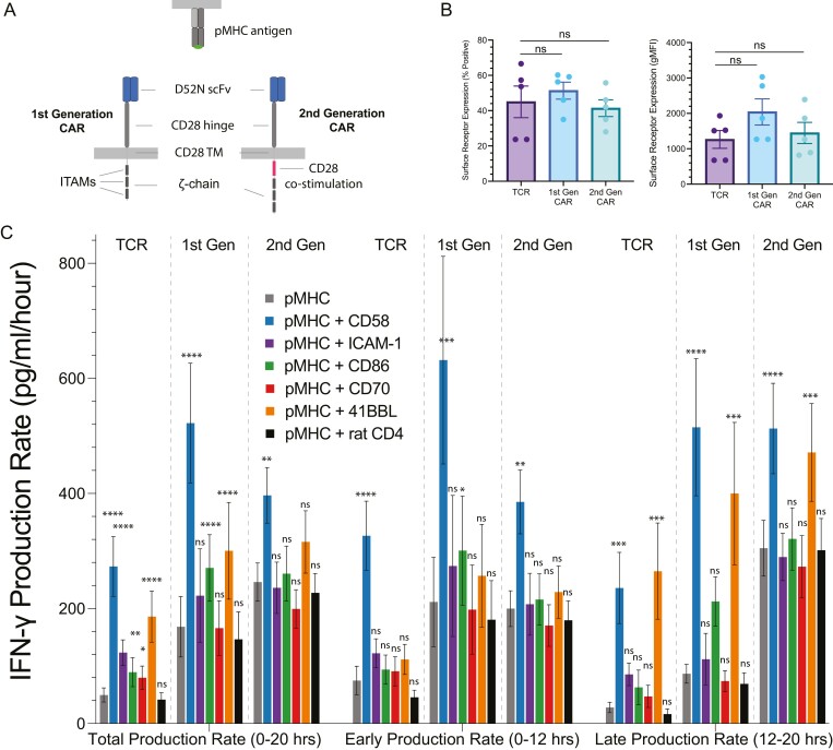 Regulation of temporal cytokine production by co-stimulation receptors in TCR-T cells is lost in CAR-T cells.